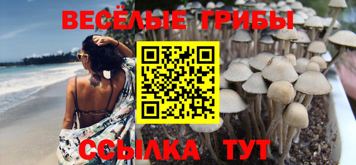 Галлюциногенные грибы Cubensis Кубинка